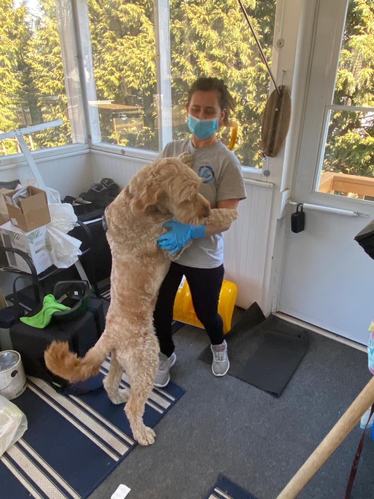 DreamClean owner dancing with client's Goldendoodle